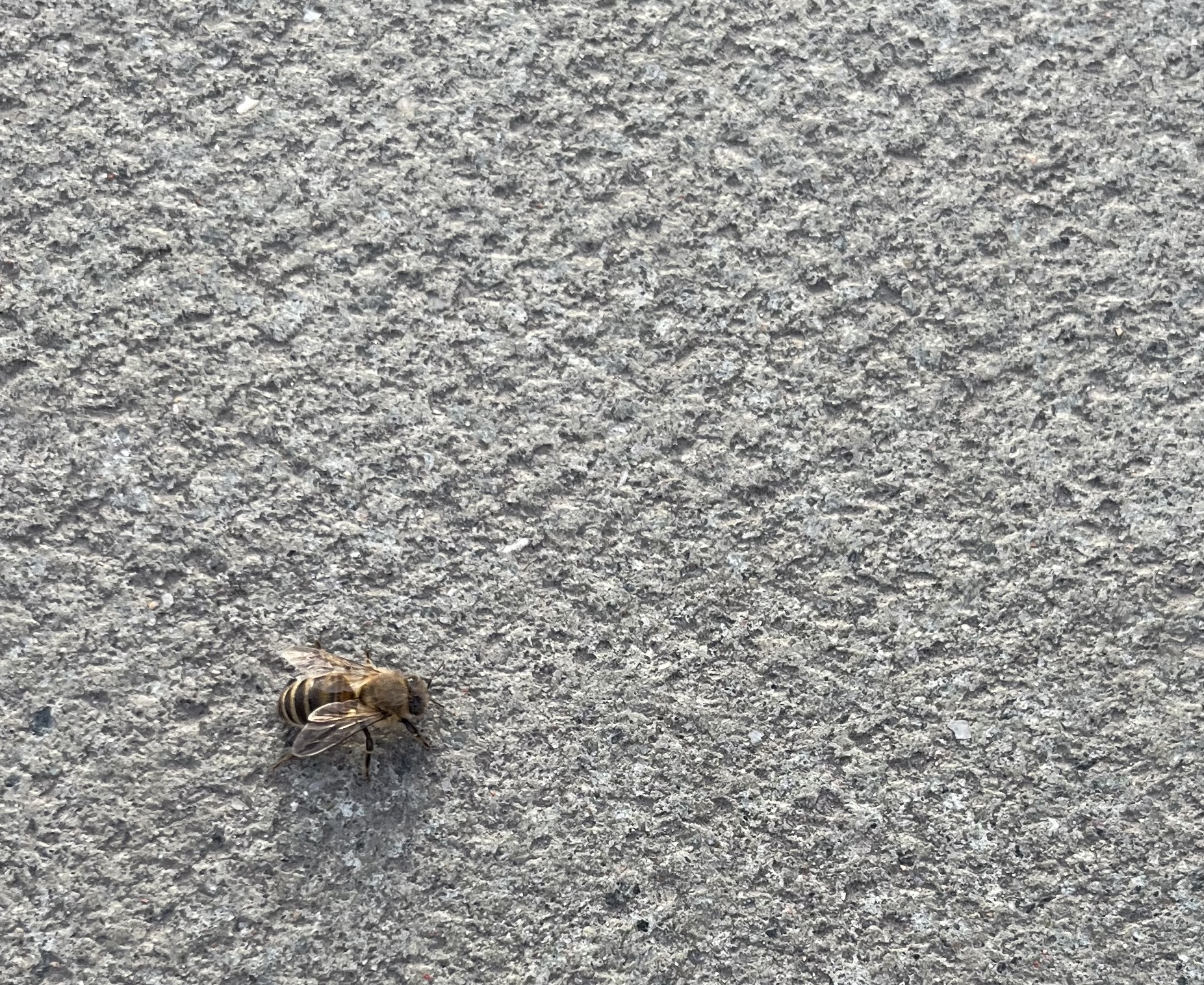 Honey bee on Waterloo bridge